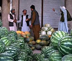 وزارت زراعت:  ولایت فراه نیم میلیون تن هندوانه  تولید می‌کند